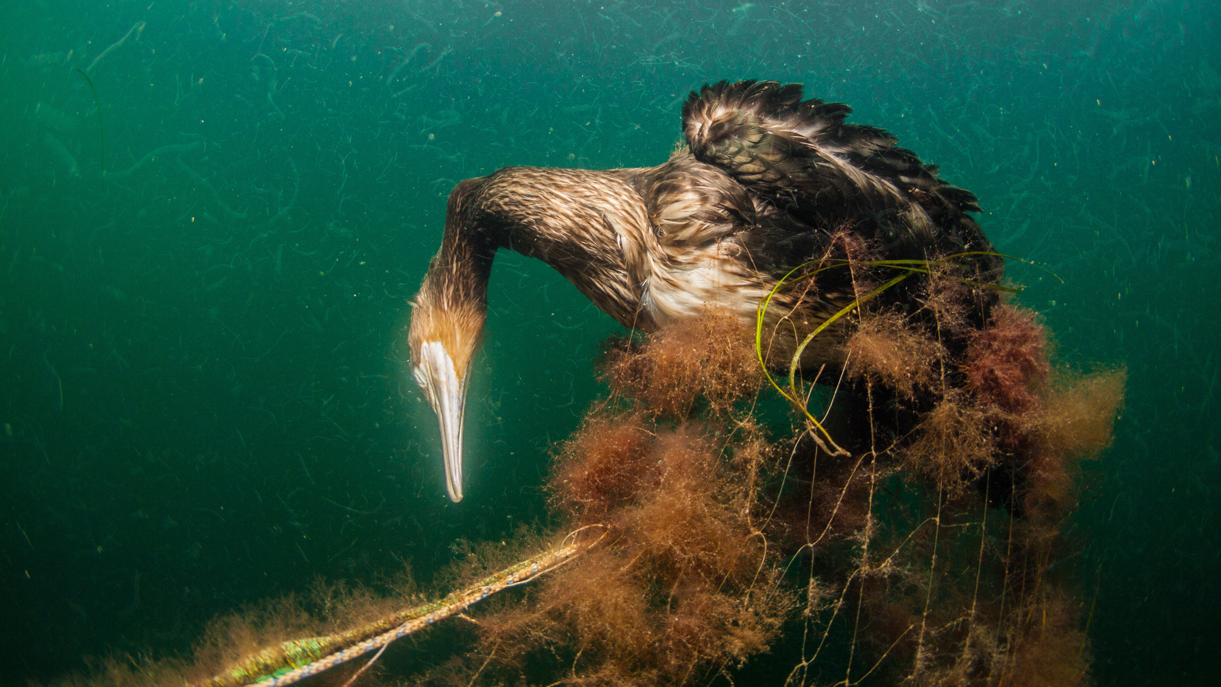 "planet e.: Geisternetze – Gefahr vom Meeresgrund": Toter Kormoran im Geisternetz.