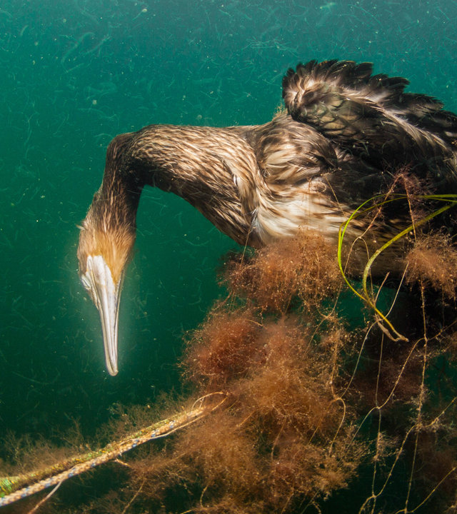 "planet e.: Geisternetze – Gefahr vom Meeresgrund": Toter Kormoran im Geisternetz.