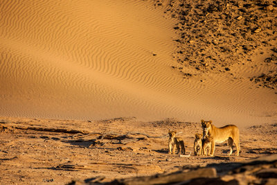 Die Wüstenlöwen der Namib - Aufbruch<br/>und Wiederkehr