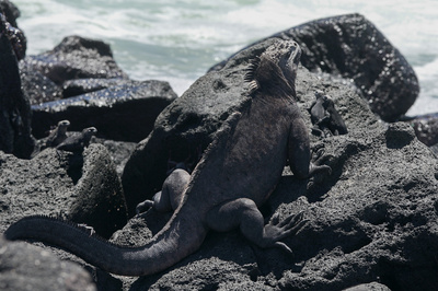 Galapagos (2/2)