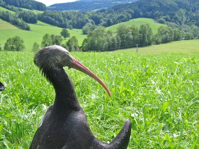 Waldrapp - Ein Vogel im Aufwind
