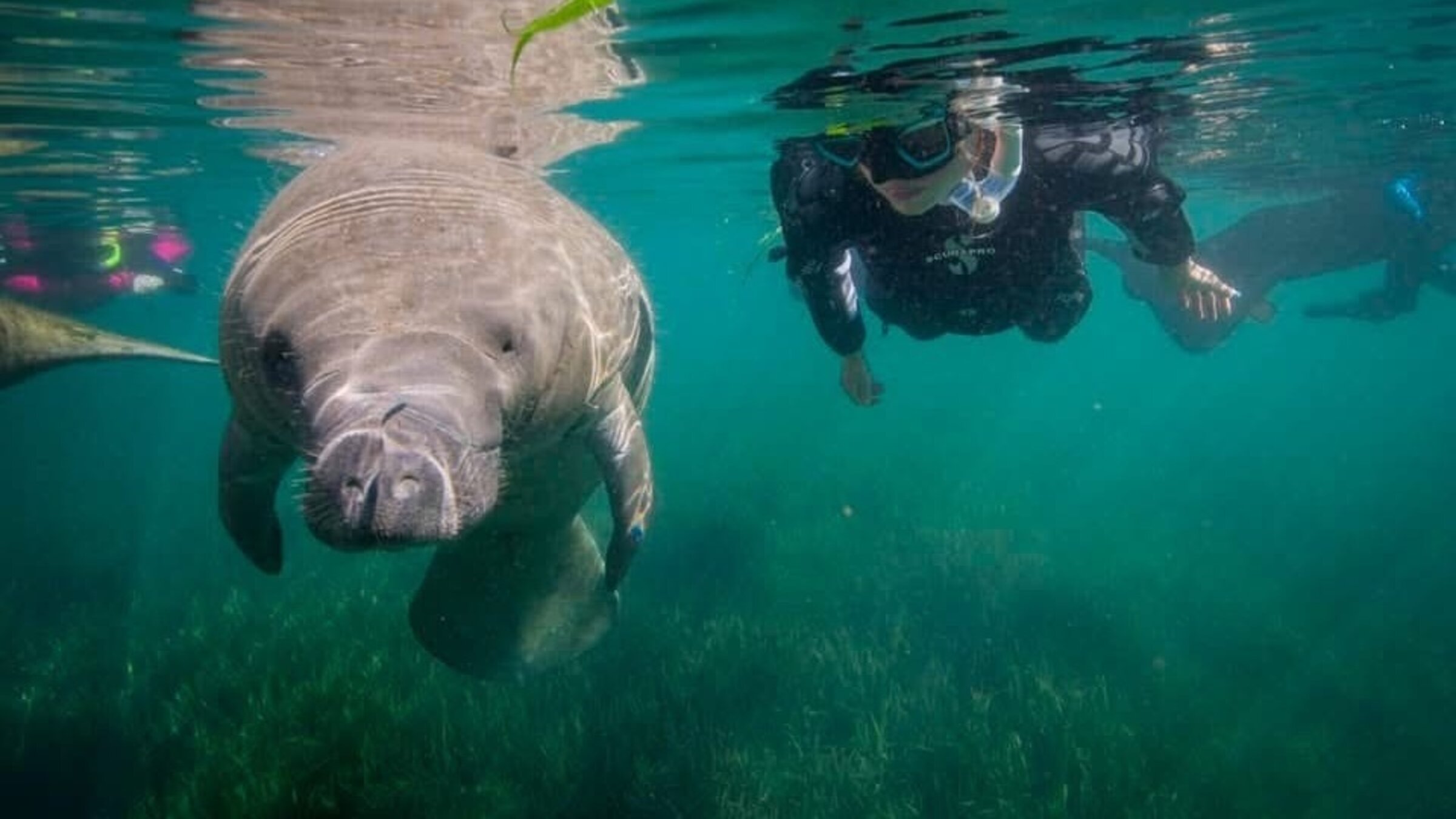"Das Überleben der Langsamsten": Eine der langsamsten Kreaturen des Meeres ist die Rundschwanzseekuh oder Manati zuhause in den warmen Küstengewässern der Welt. Das Winter-Domizil der Karibik-Manati ist Florida.
