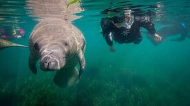 Das Überleben der Langsamsten