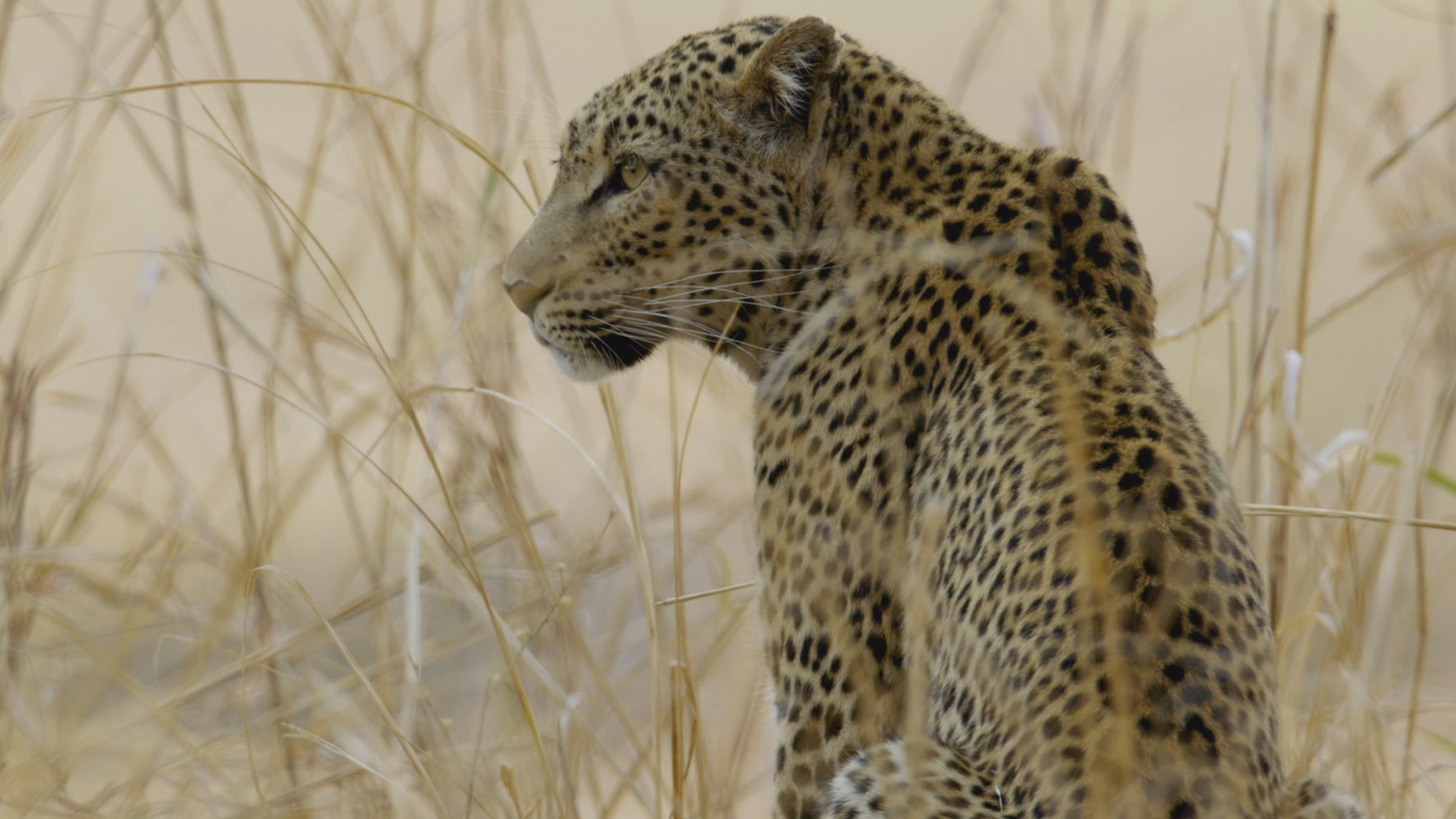 "Faszination Afrika (2/5) - Tiere im Mala Mala-Reservat": Ein sitzender Leopard.