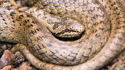 Im Reich von Kreuzotter & Co - Österreichs Schlangen hautnah