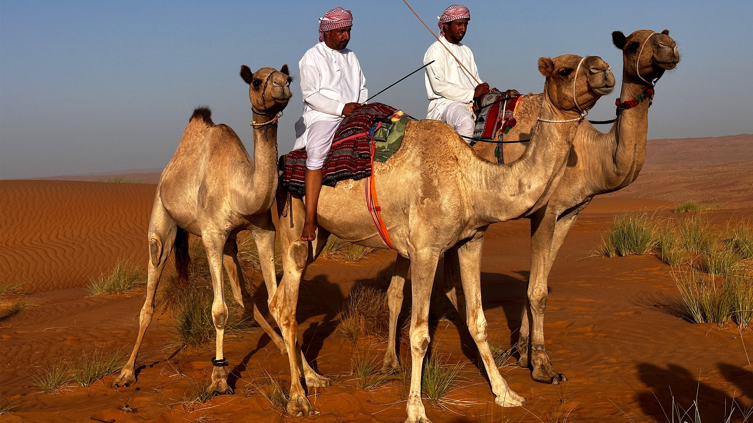 "Abenteuer Oman (1/2) - Wüstenwind und Weihrauchduft": Die Arbeit in der Wüste beginnt früh, schnell wird es heiß. Humied Al-Mughairy und sein Bruder Abdullah bringen einige der familieneigenen Kamele tiefer in die Wüste.