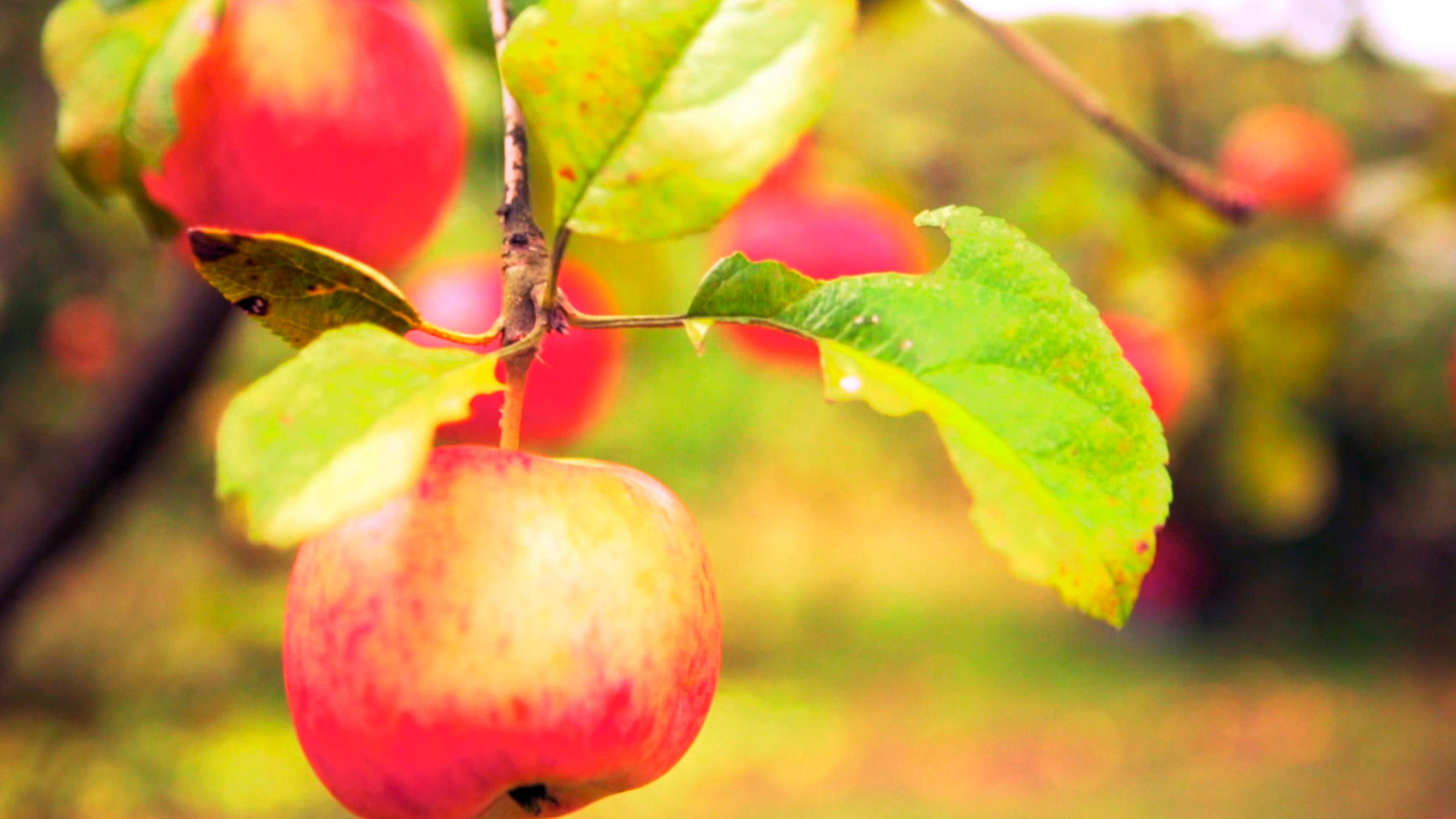 "Die kleine Welt im Apfelbaum": Apfelbäume sind für uns eine vertraute Welt - vermeintlich.