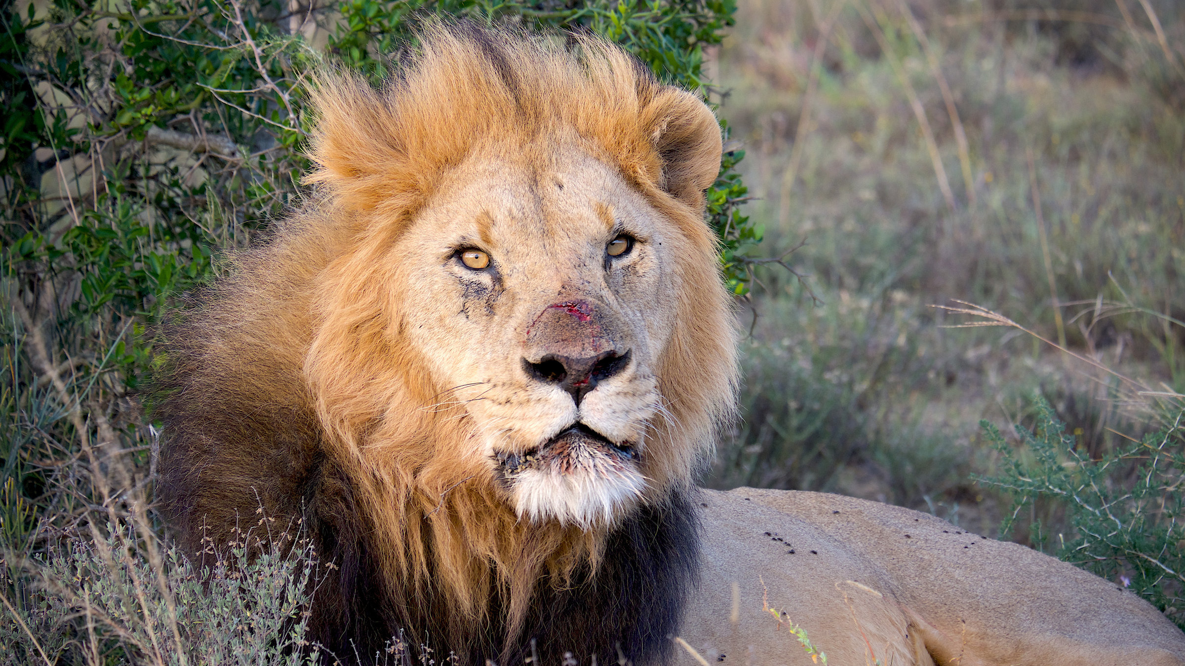 "Kwandwe - Die Rückkehr der Löwen": Löwe in der Abendsonne.