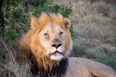 Kwandwe - Die Rückkehr der Löwen