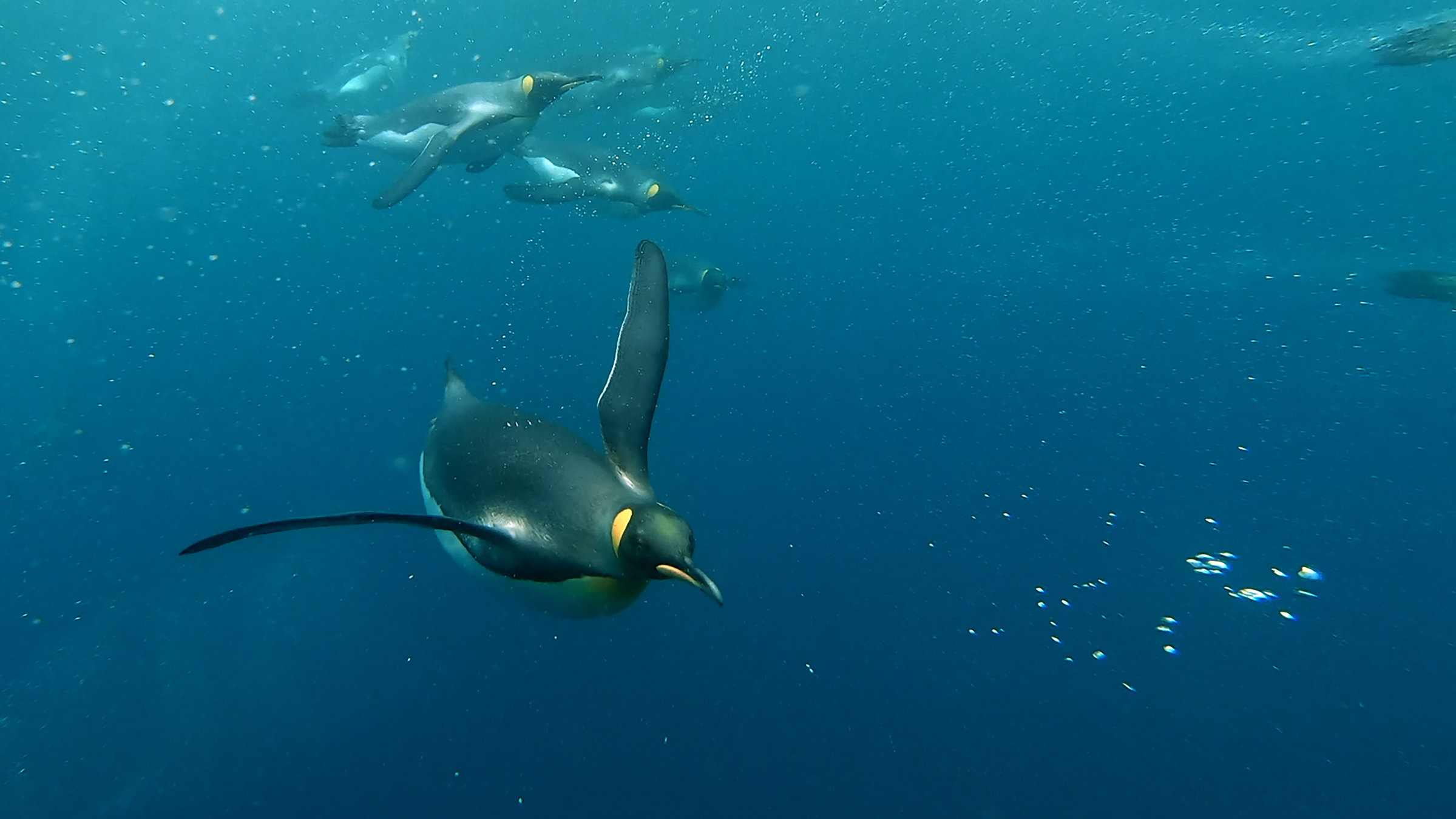 "Antarktika (1/2)": Königspinguine in der Subantarktis. Unter Wasser können sie fliegen.