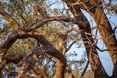 Malika jagt – Abenteuer einer Leopardin