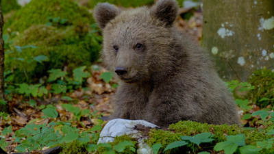 Der Karawankenbär - Auf den Spuren eines Grenzgängers