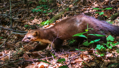 Geheimnisvolle Eichhörnchen