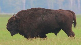 Wildnis Europa: Der Wisent