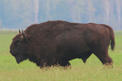 Wildnis Europa: Der Wisent