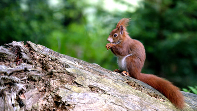 Geheimnisvolle Eichhörnchen