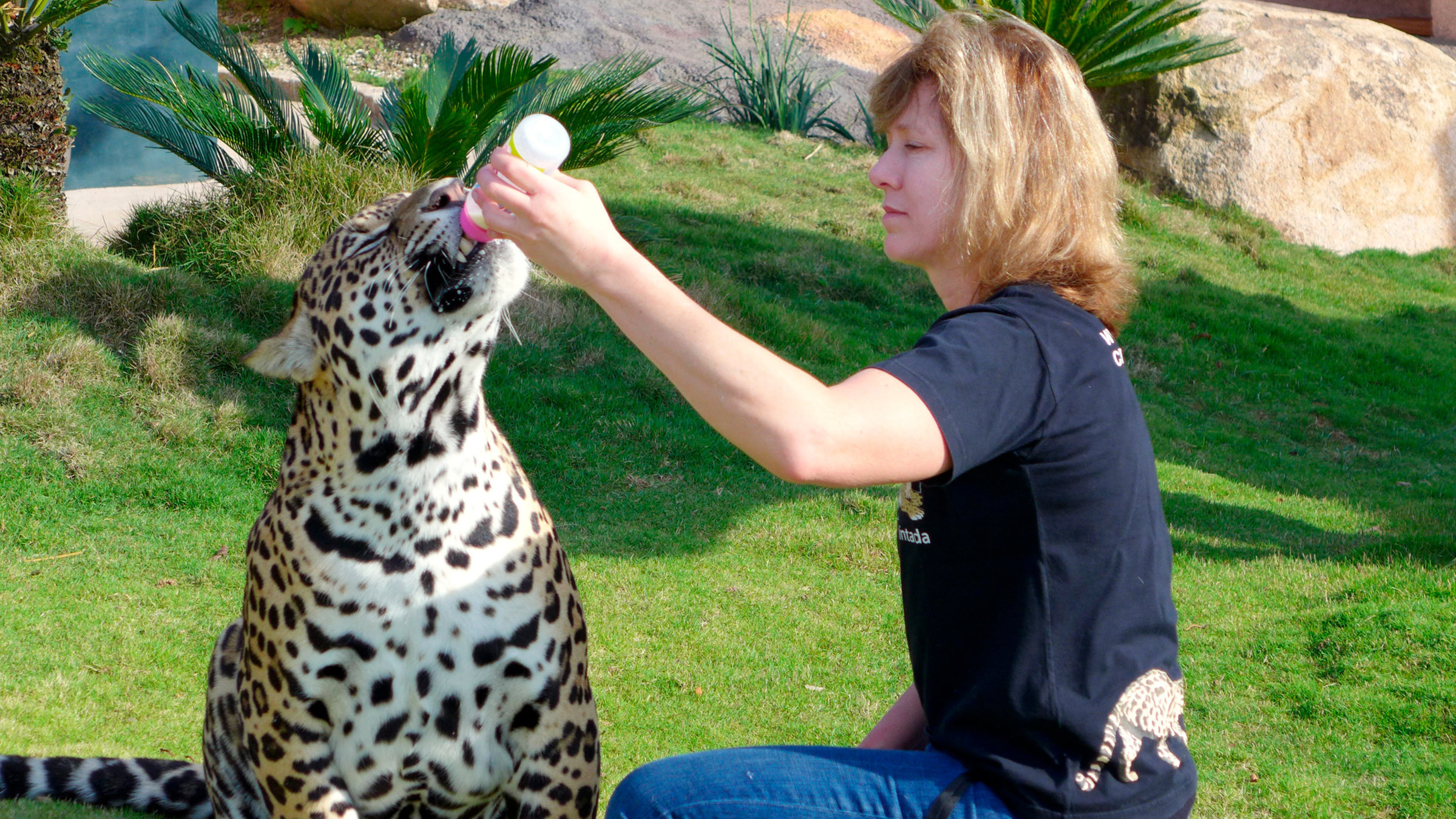 "Ein Fläschchen für den Jaguar": Als die Jaguarin Fofa mit ihren neugeborenen Jungen nichts anfangen kann, bleibt Christiane Saboia nichts anderes, als zum Fläschchen zu greifen.