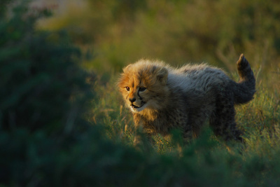 Tierkinder der Wildnis (5/5)