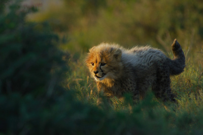 Tierkinder der Wildnis (5/5)