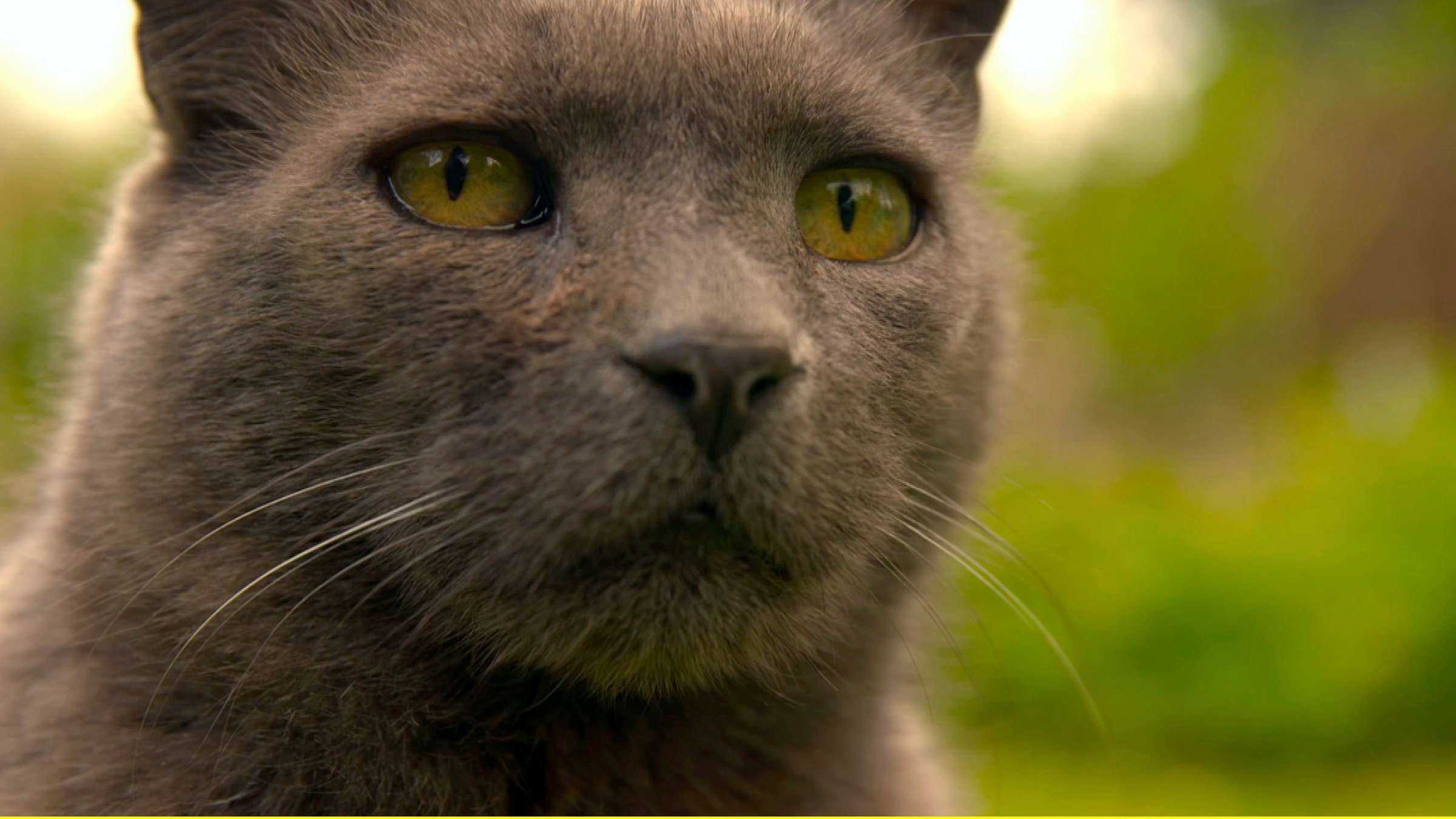 "Wilde Miezen": Rudi, der rüstige Seniorkater im Revier.