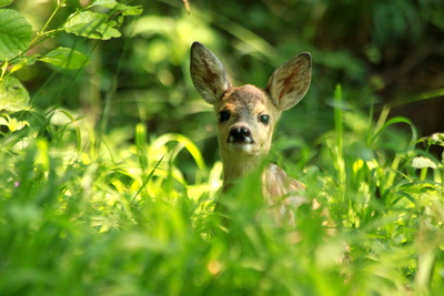 Der wilde Wald der Kaiserin