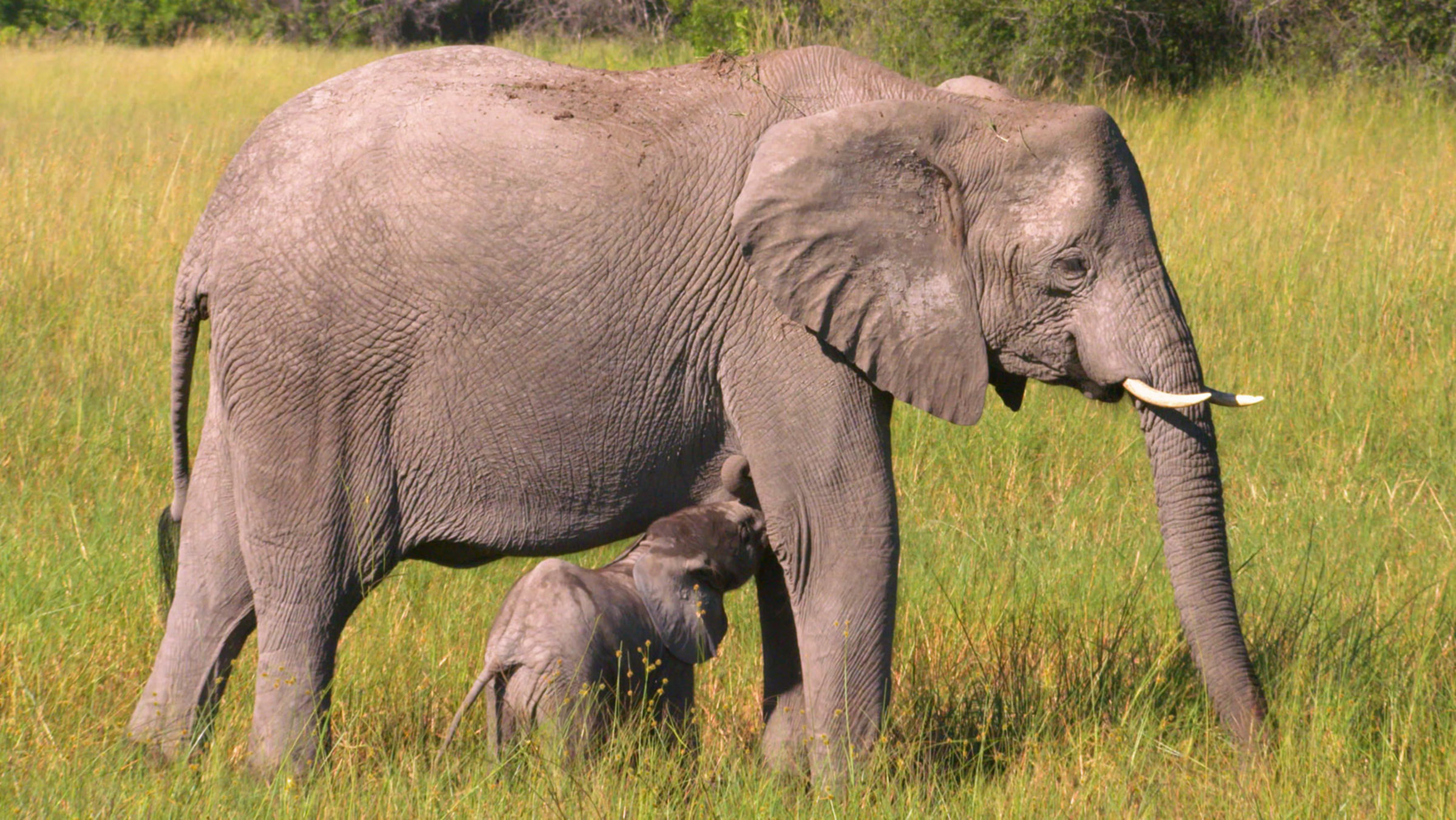 "Faszination Afrika (1/5) - Tiere im Okawango Delta": Eine Elefantenkuh säugt ihr Jungtier.
