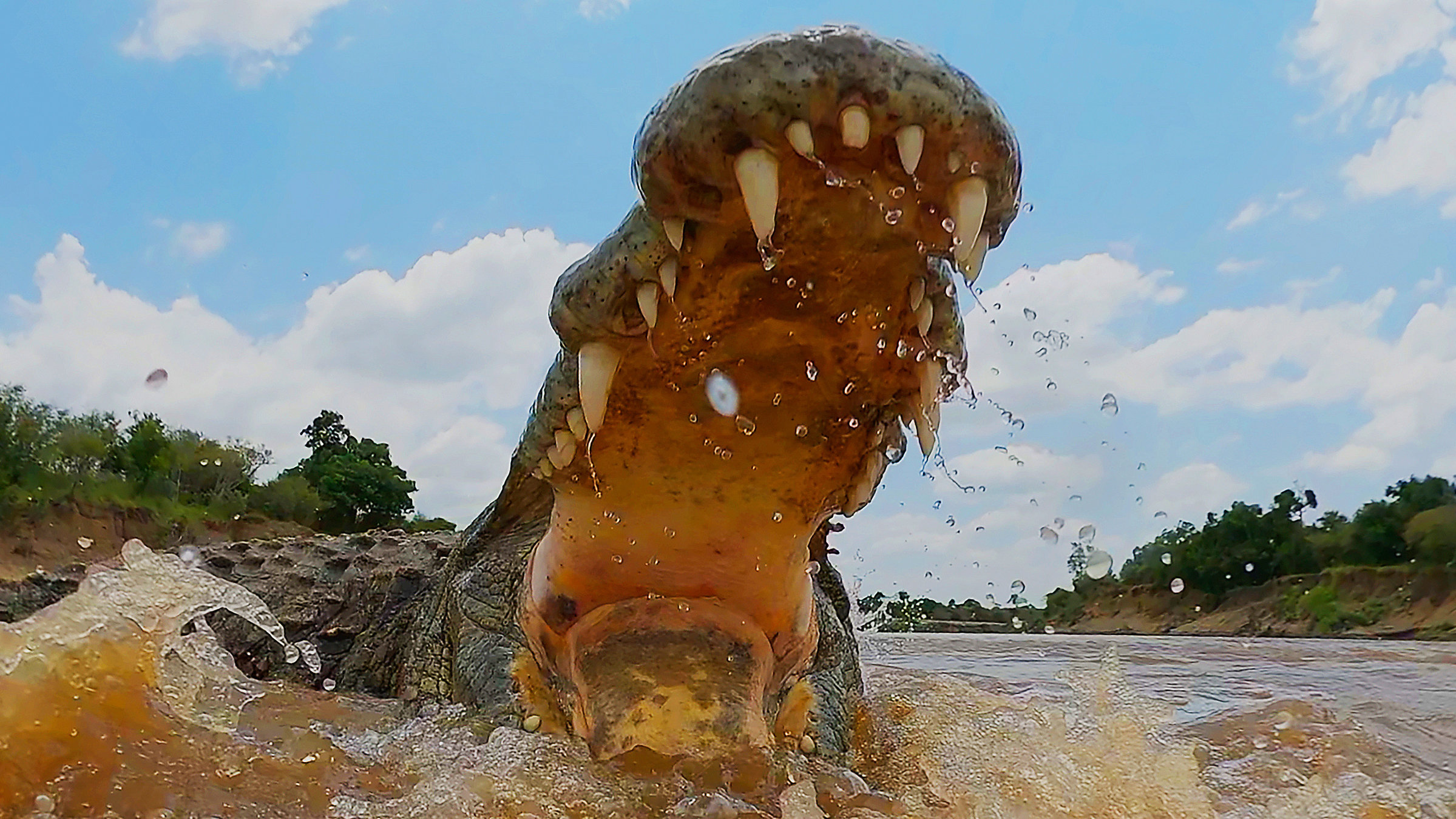 "Terra X: Serengeti - Die große Wanderung": Ein Krokodil im Wasser mit weit aufgerissenem Maul.