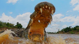 Serengeti (3/3)