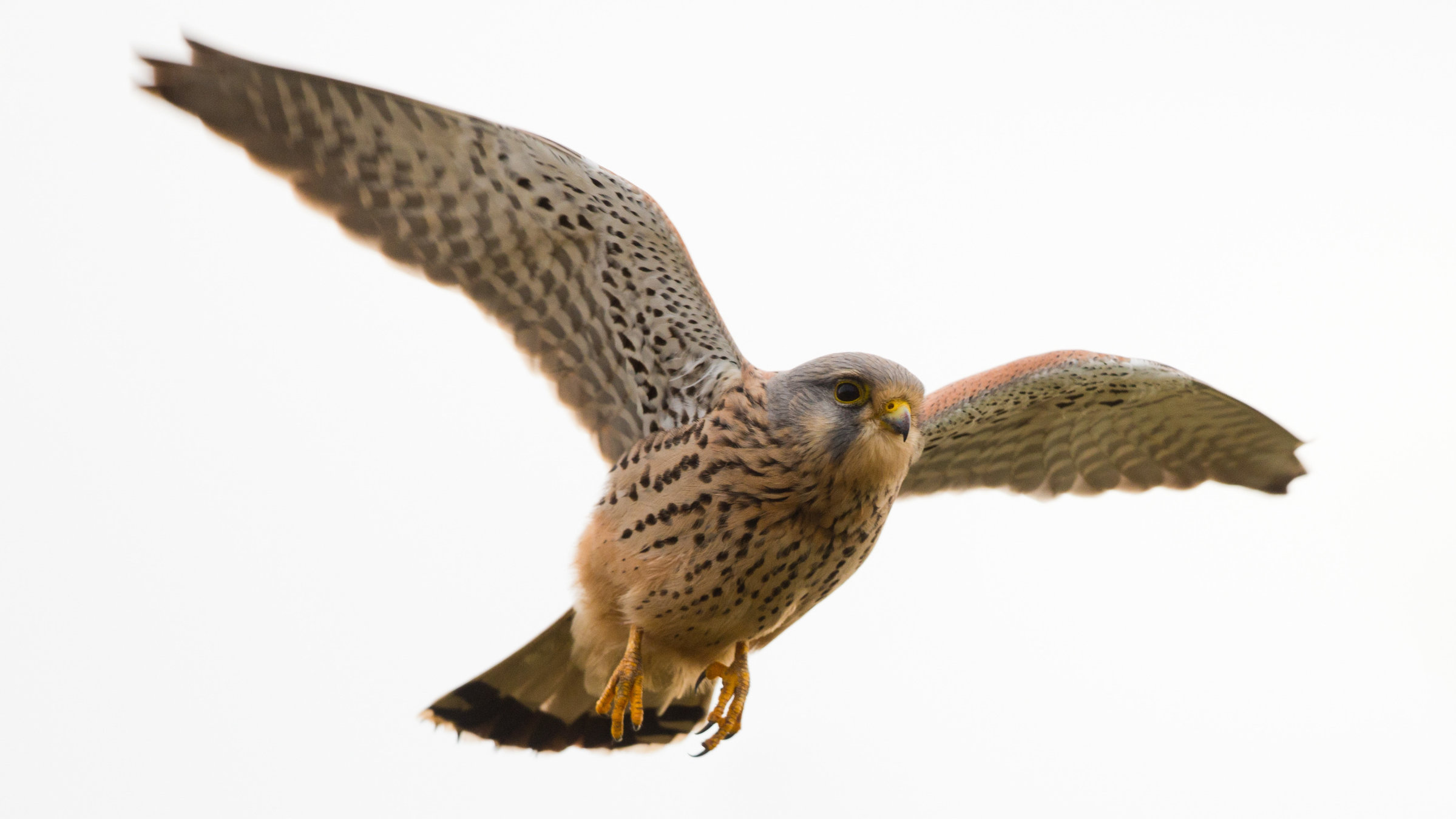 "Turmfalken - Jäger der Großstadt": Turmfalke im Flug.