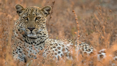 Malika jagt - Abenteuer einer Leopardin