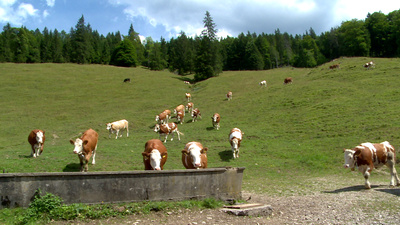 Die Sennerin