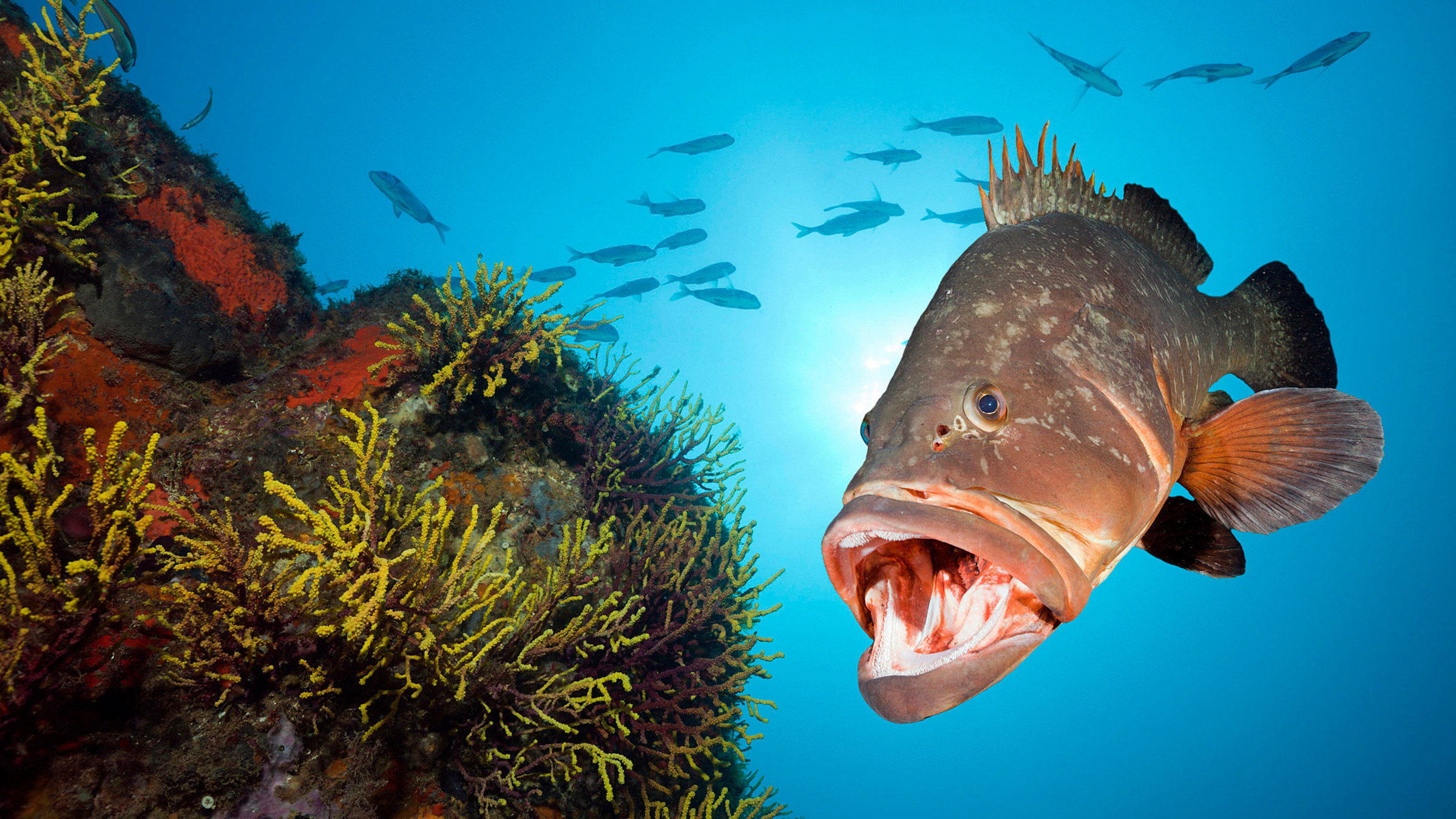 "Im Meer der Jäger": Brauner Zackenbarsch.