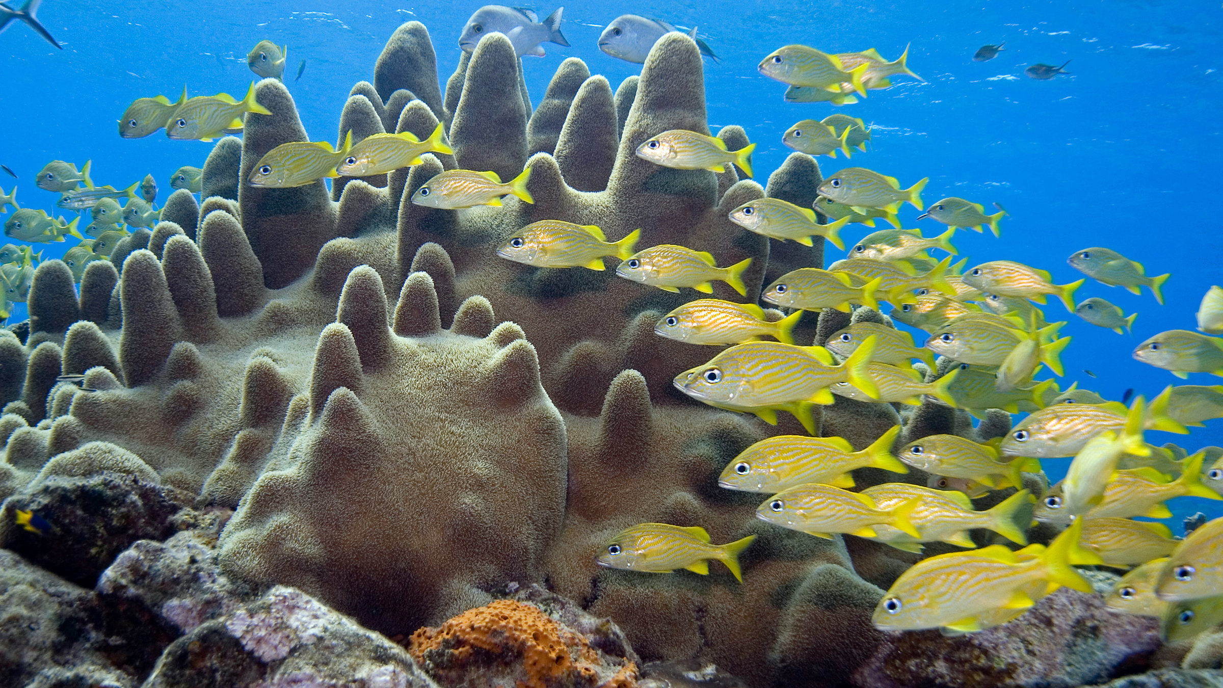 "Wunder der Karibik - Die Korallengärten": Die Korallengärten der Karibik sind die Heimat einer komplexen Lebensgemeinschaft an Meeresbewohnern.