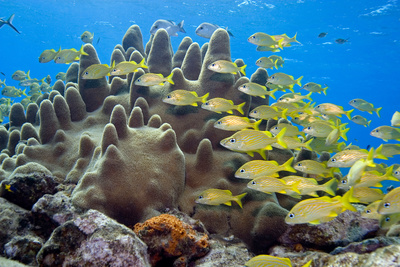 Wunder der Karibik - Die Korallengärten