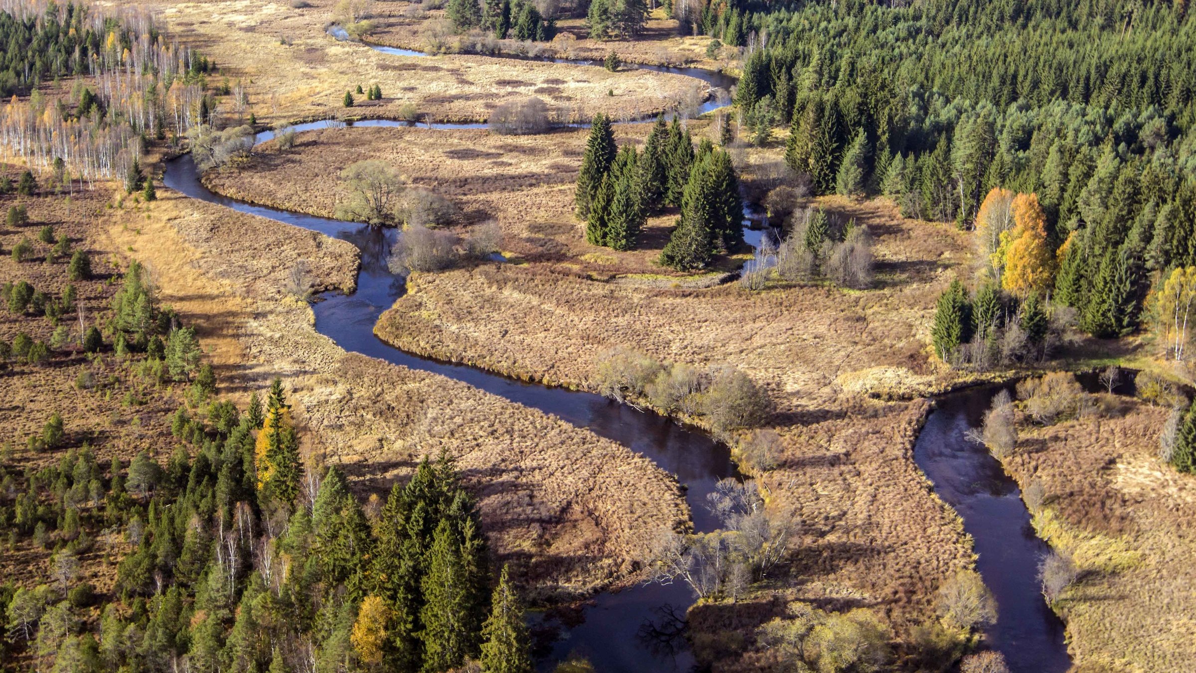 "Der Bach": Ein Bach schlängelt sich im Herbst durch den Bayerischen Wald.