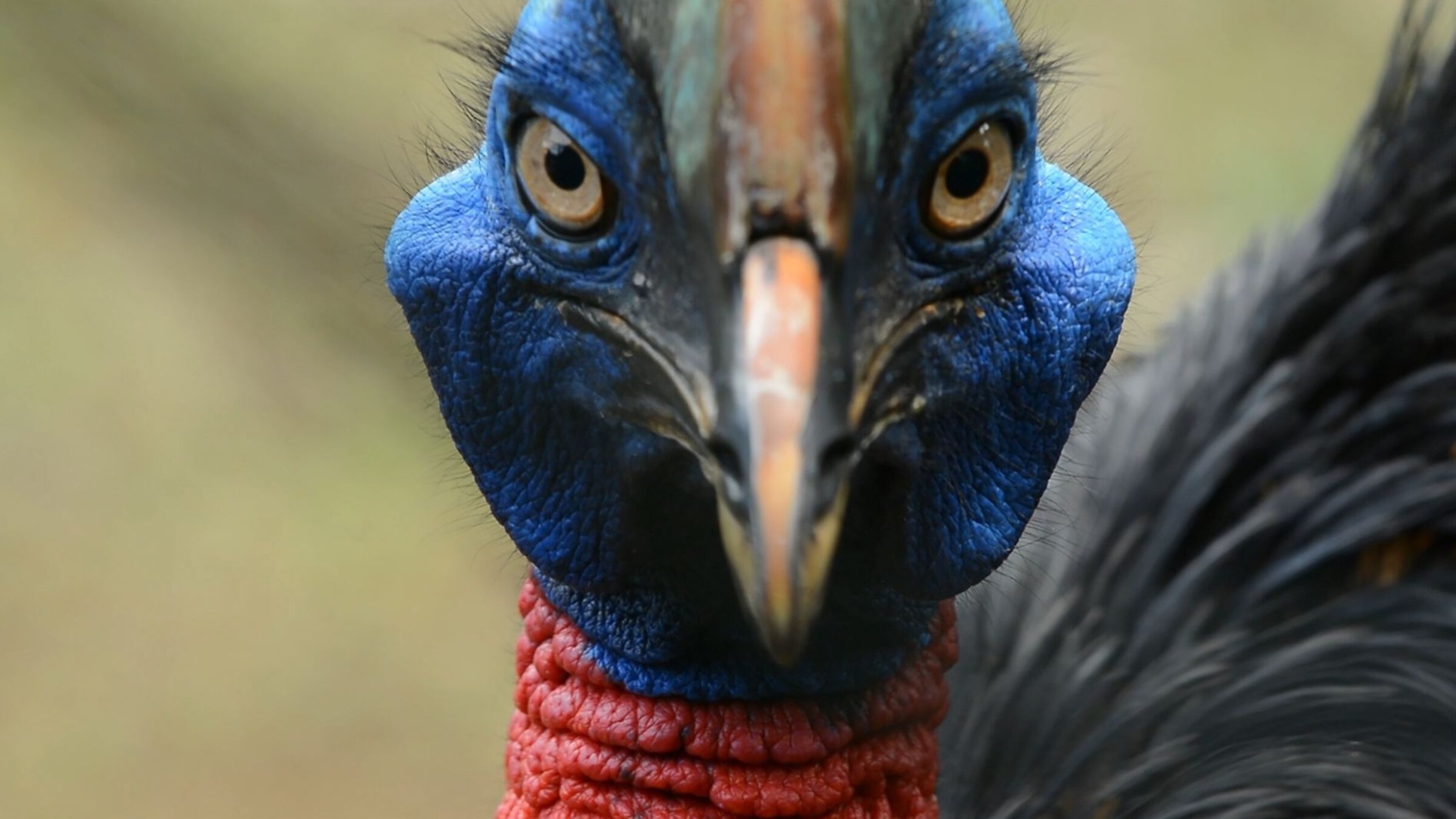 âTierische Superhelden - Meister des Kampfsâ: Nahaufnahme eines Kasuars mit blauem Kopf, gelben Augen und rotem Hals