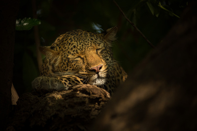 Olimba - Königin der Leoparden