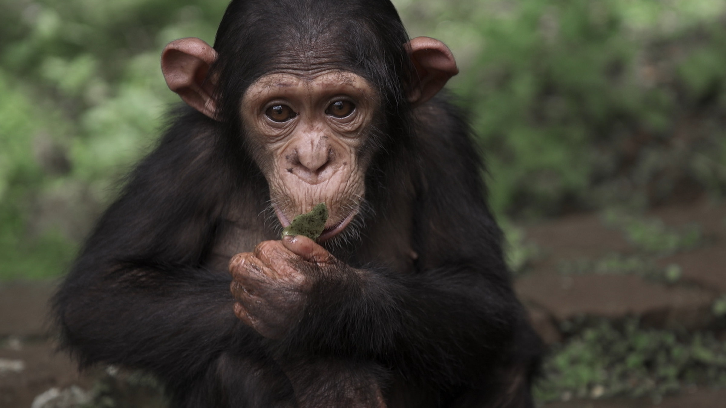 "Planet ohne Affen": Ein junger Schimpanse, dessen Eltern von Wilderern ermordet wurden.