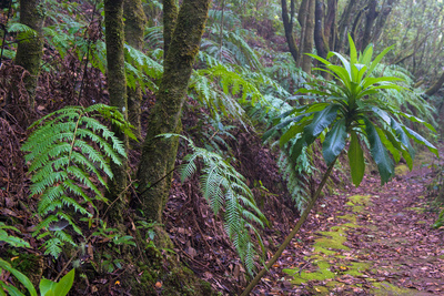 Madeira - Juwel im Atlantik