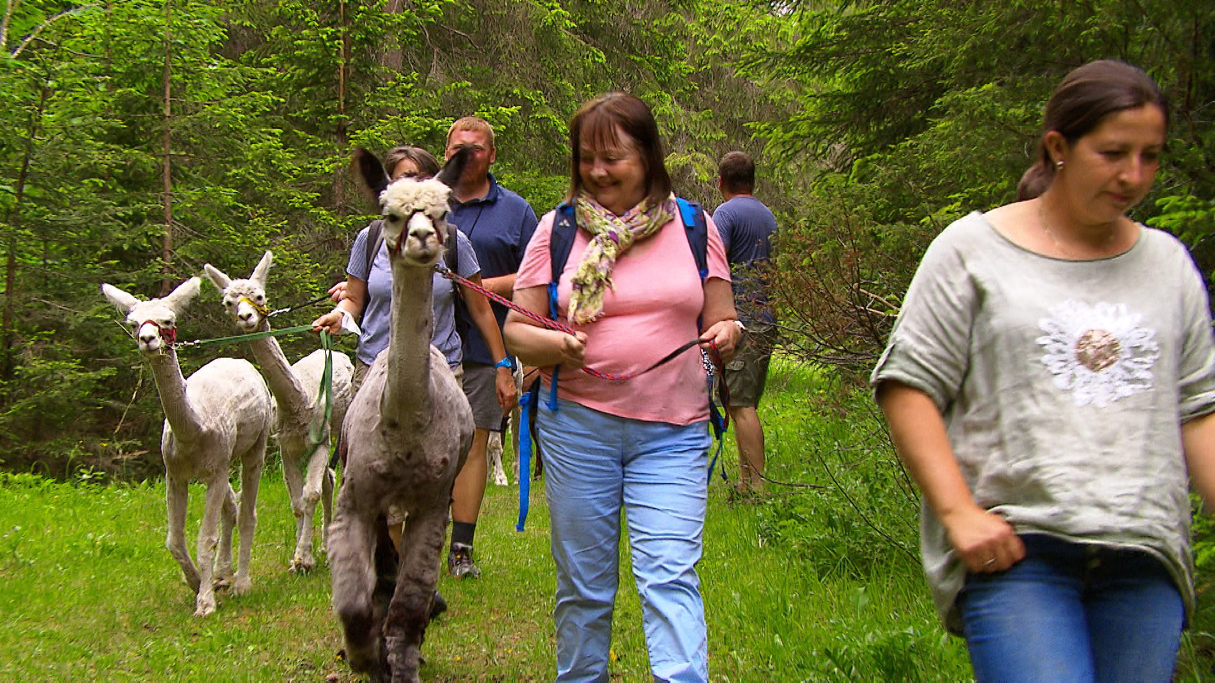 "Ein Leben mit Alpakas": Wandern mit Alpakas.