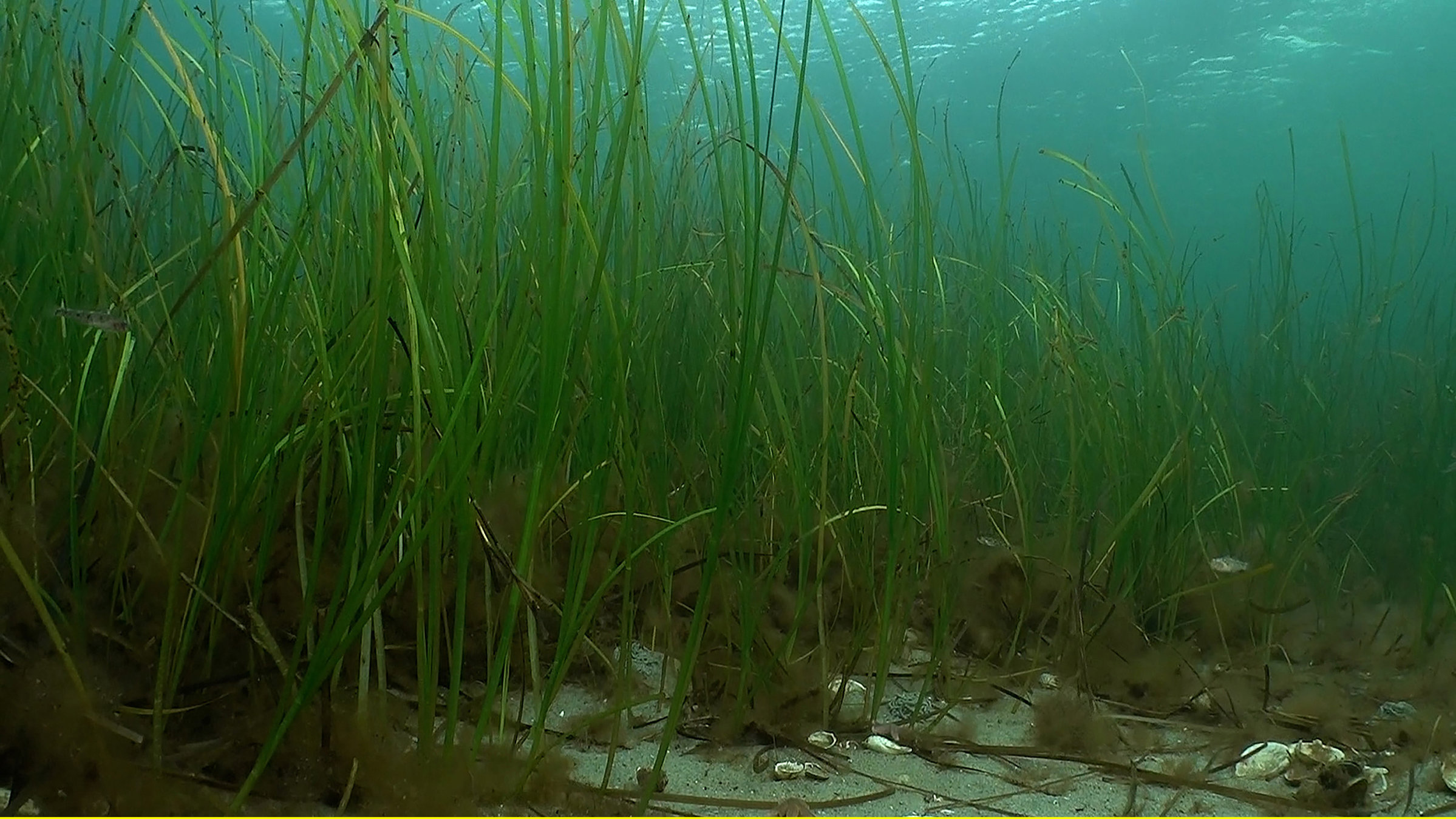 "Die Nordreportage - Klimaretter Seegras": Seegras - ein unterschätzter Helfer im Klimakampf
