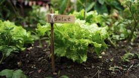 Ökosystem Garten – wie Mensch und Natur profitieren