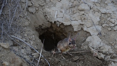 Tierische Superhelden: Meister des Überlebens