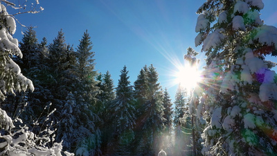 Wunderbare Waldwelt - Wie diese grünen Oasen zum<br/>Klimaschutz und zu unserer Gesundheit beitragen
