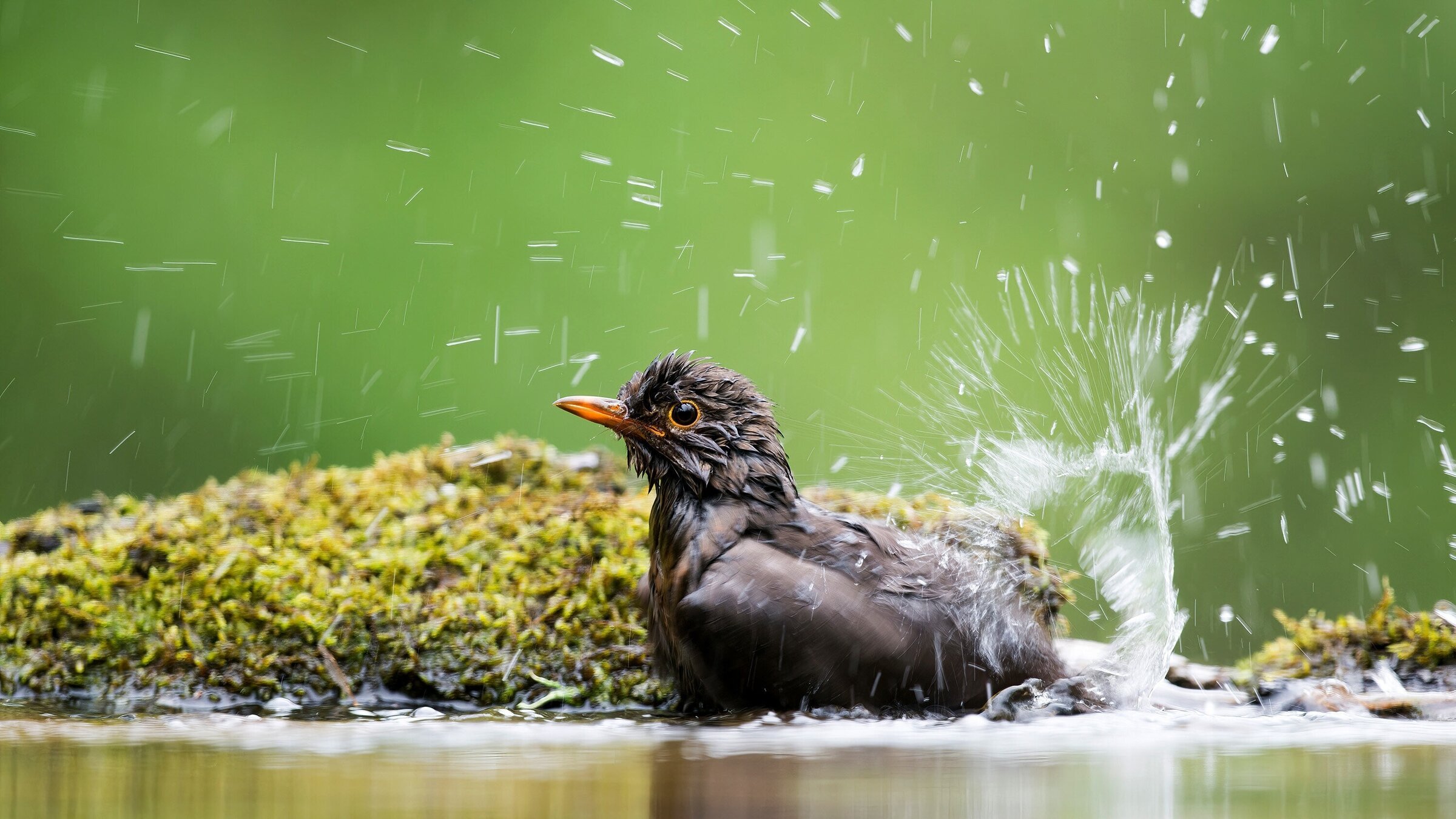 "Faszination Vogelbeobachtung": Amsel.