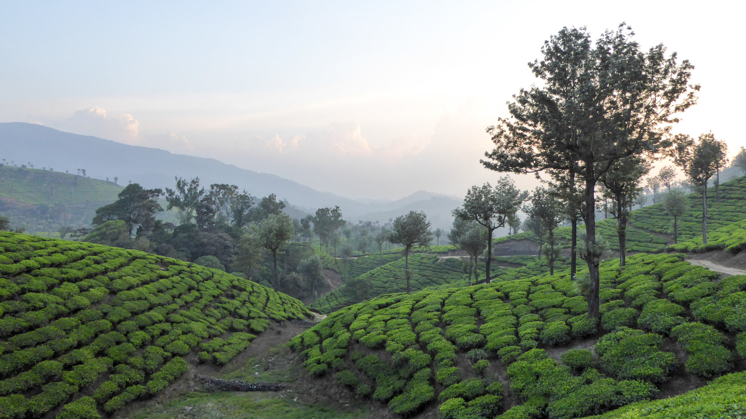 "Geheimnisvolles Indien: Im Bann der Berge": Teegarten in den westlichen Ghats in der nähe von Valparai, Tamil Nandu
