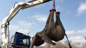 Graue Giganten auf Reise