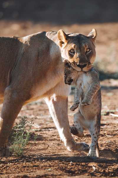 Tierkinder der Wildnis: Chinga, die Löwin