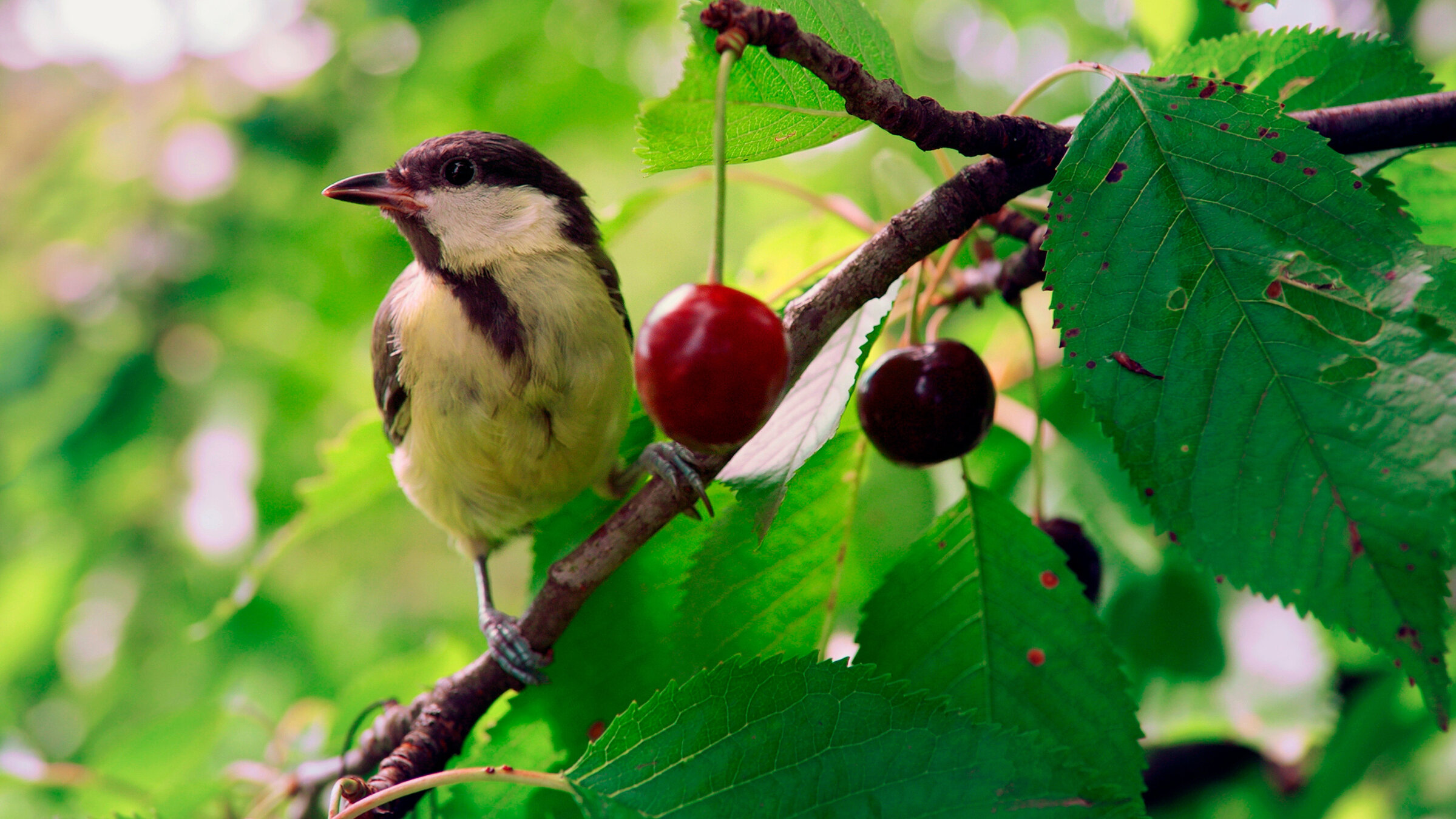 "Kleine Meise ganz groß": Unter den kleinen Meisen ist sie ganz groß die Kohlmeise.