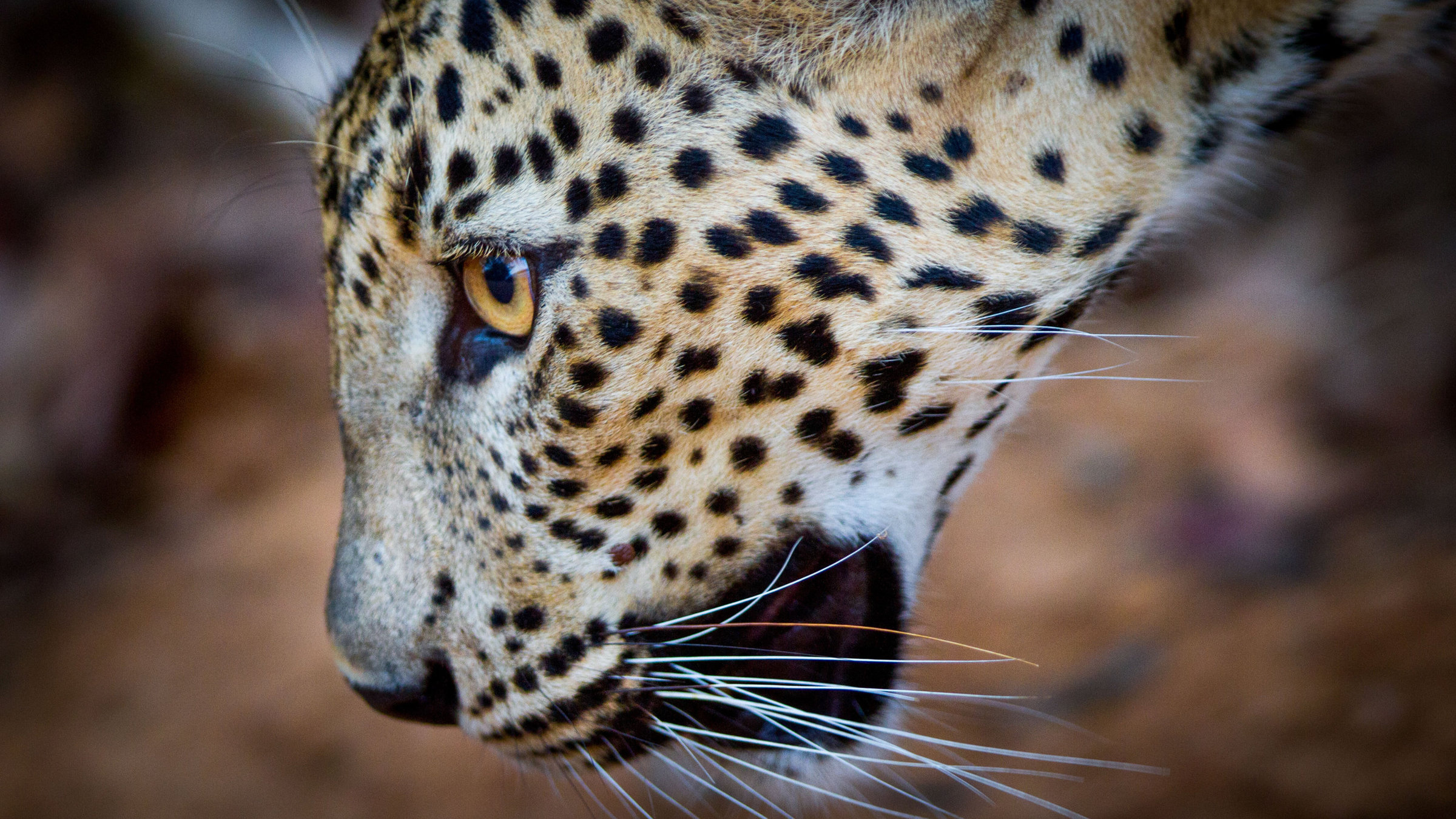 "Magie des Monsuns: Im Bann der Dürre" - Leopard in Yala National Park, Sri Lanka.